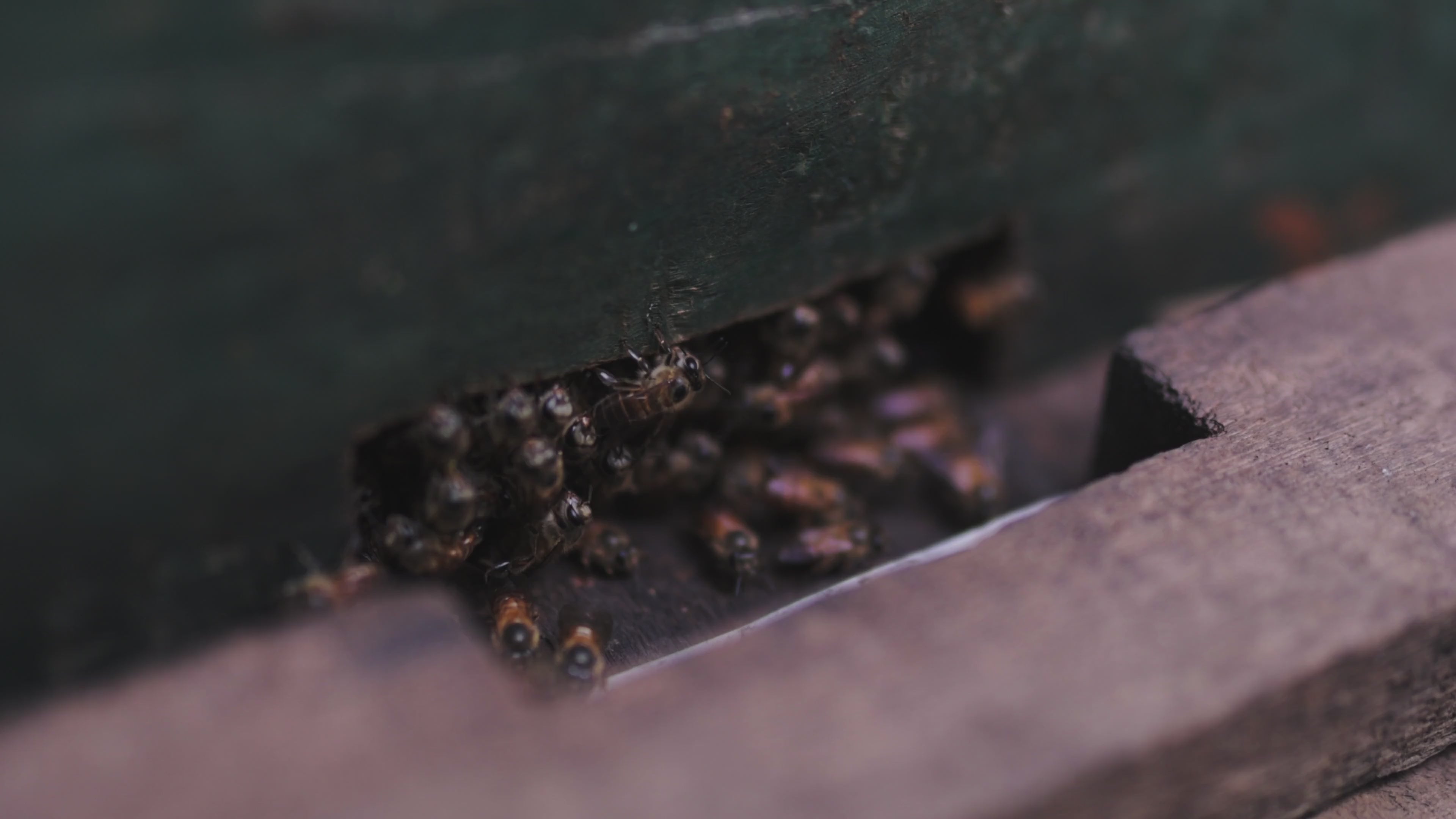 Wild Hill Honey